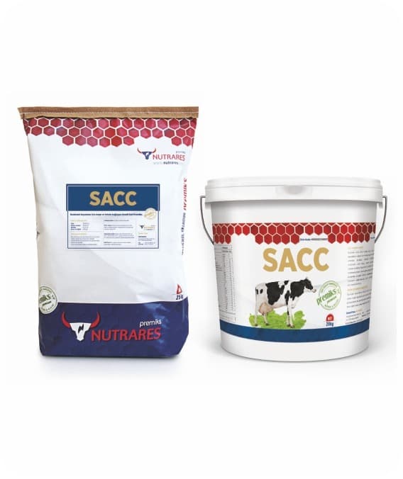 SACC